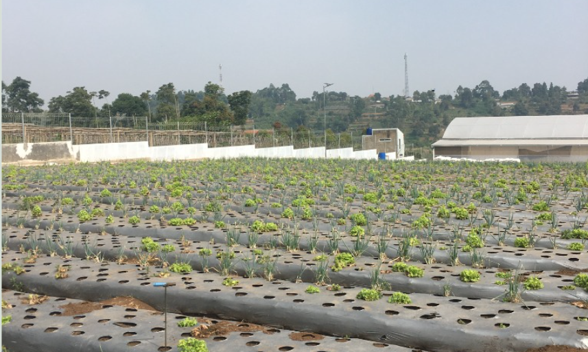 Kebun