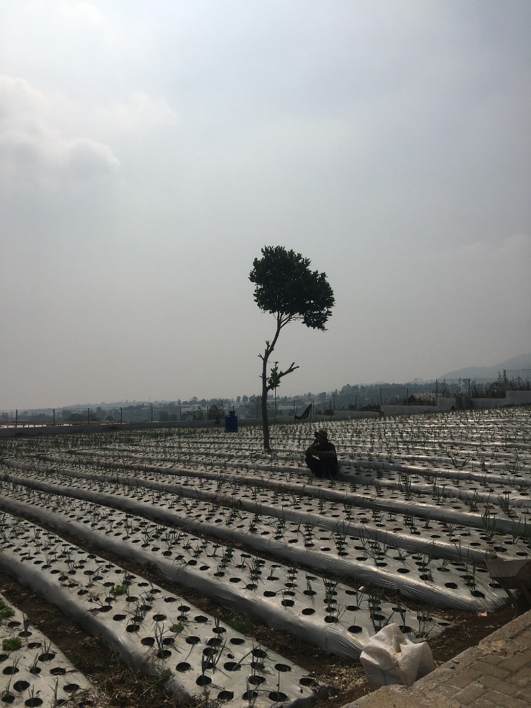 Sayuran Konvensional